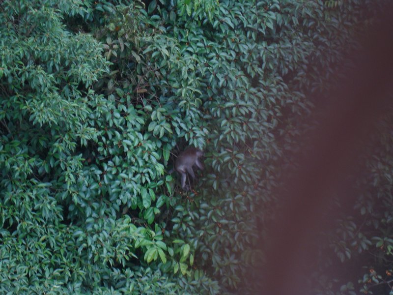 Monkey in Rainforest Canopy