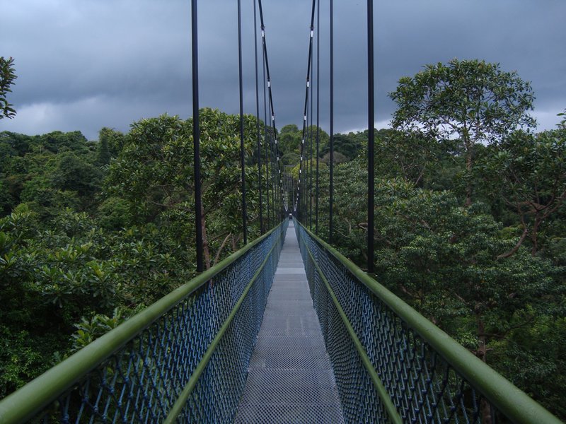 The Tree Canopy Suspension Bridge