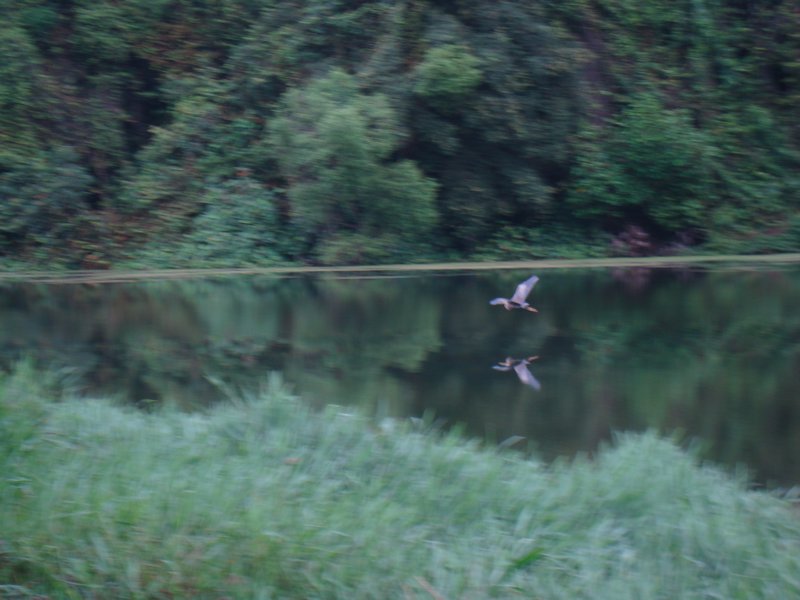 Bird in Flight Mac Ritchy Reservoir