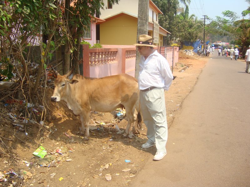 D with a Holy Cow at Shri Manguesh Devasthan Temple