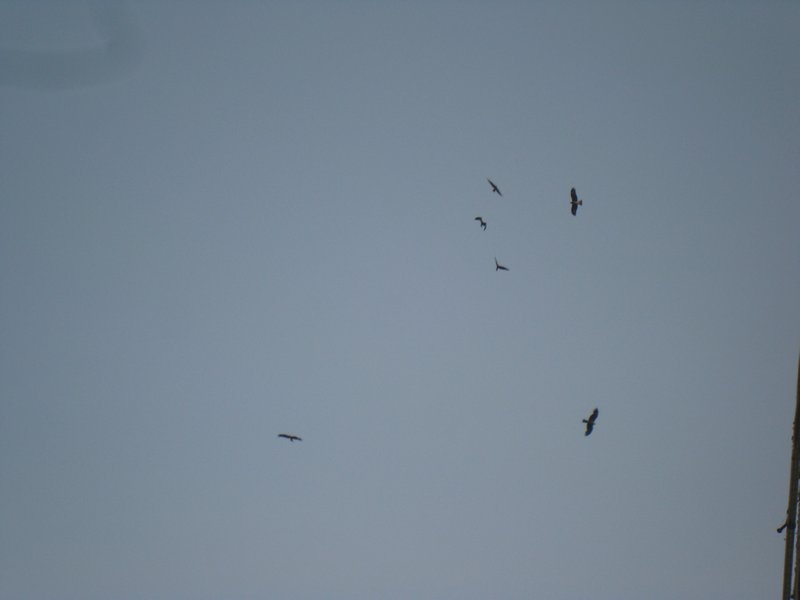 Birds of Prey over Towers of Silence