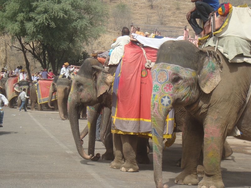 Elephants with their Painted Trunks