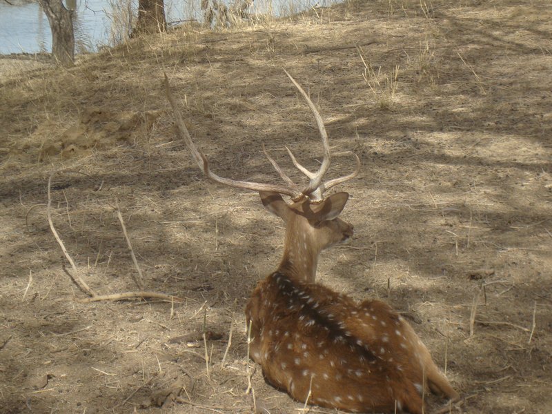 Spotted Deer Male