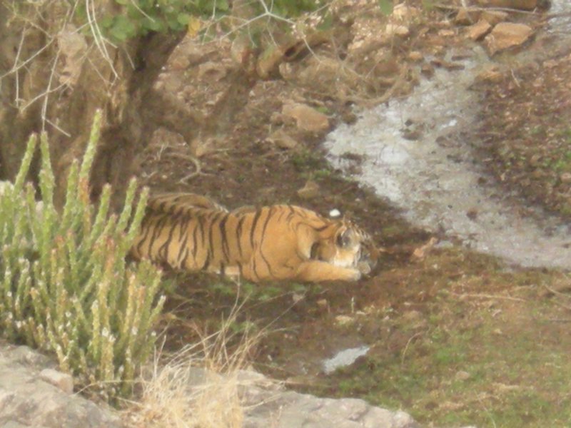 The Tiger we were so lucky to see