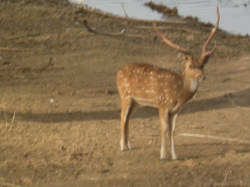 Spotted Deer Male