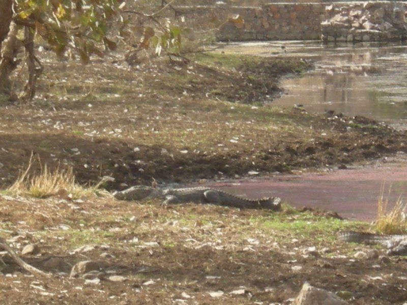 Large Marsh Crocodile