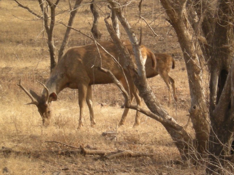 Sambar Deer Male