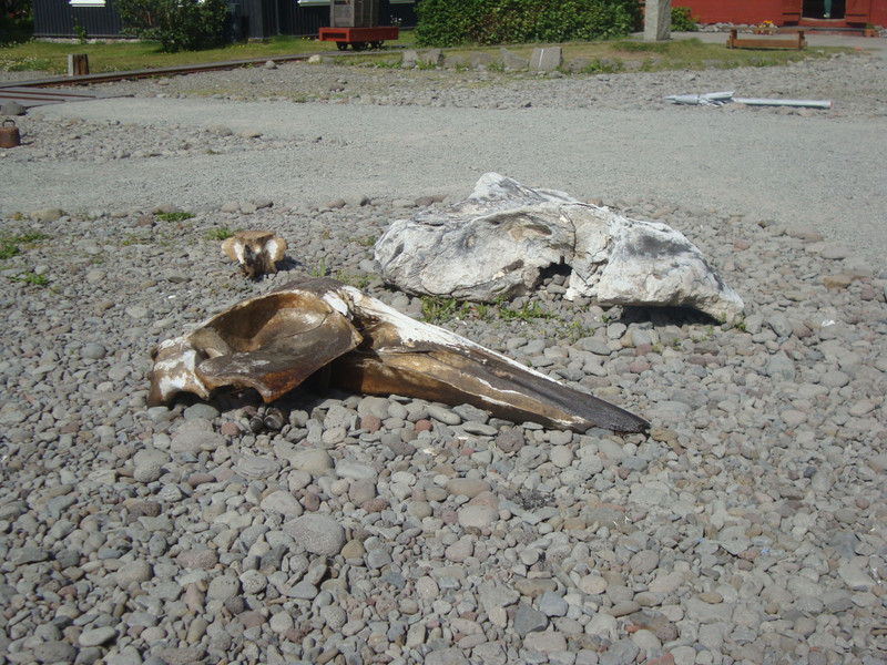 165.  Whale Skulls at Westfjords Heritage Museum, Isafjordur