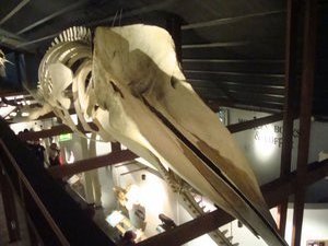 180.  Whale Skeleton, Akureyri