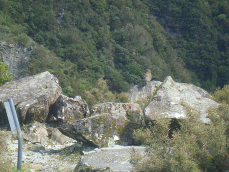 12. A Kea at Deaths Corner Overlook