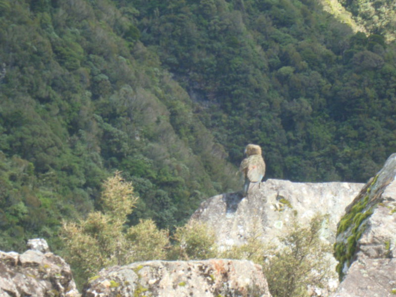 13. A Kea at Deaths Corner Overlook