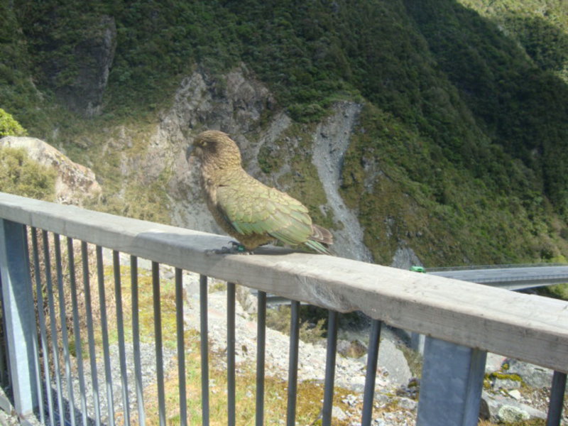 18. Kea showing their camoflage feathers
