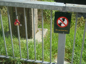 29.  The Stuffed Angry Bird and the No Feeding Kea sign