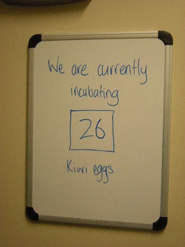 21 - No of Eggs Incubating