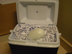 23 Kiwi Egg Box with Hotwater Bottle Inside