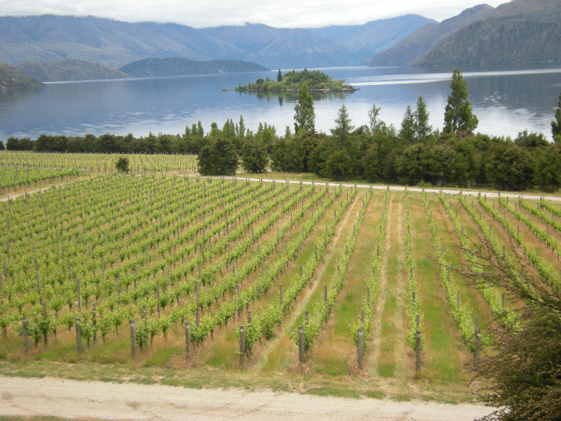 10. Ruby Island and the Ripon Valley Vineyards