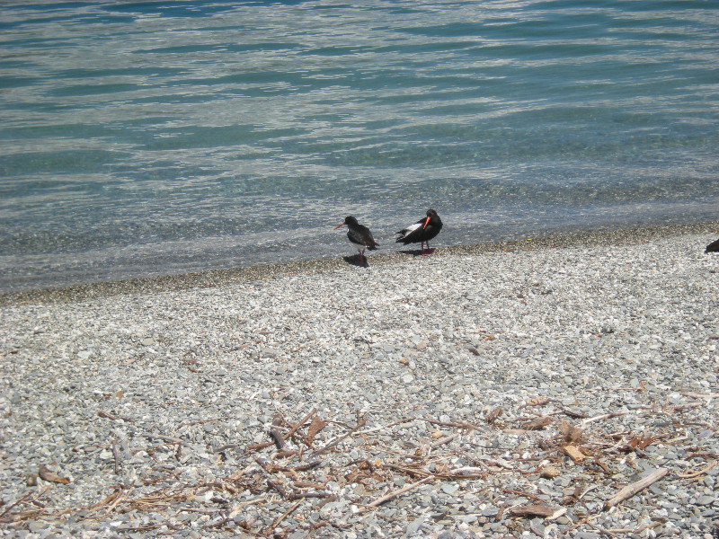 44.  Birds, Wilson Bay