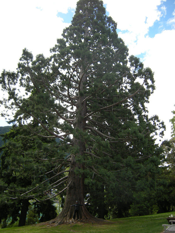 96. M with a  Giant Sequoia, Queenstown Gdns