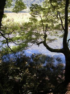 96. Tree Reflection at the Mirror Lakes
