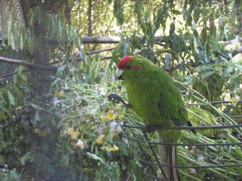 18. Kakariki - Red Crowned Parakeet