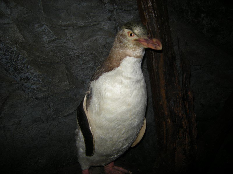 15. Stuffed Yellow Eyed Penguin - Maybe as Close as we Get