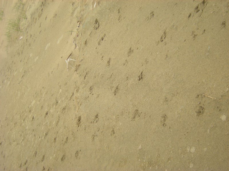 28. Penguin Footprints on Helena Falls Beach