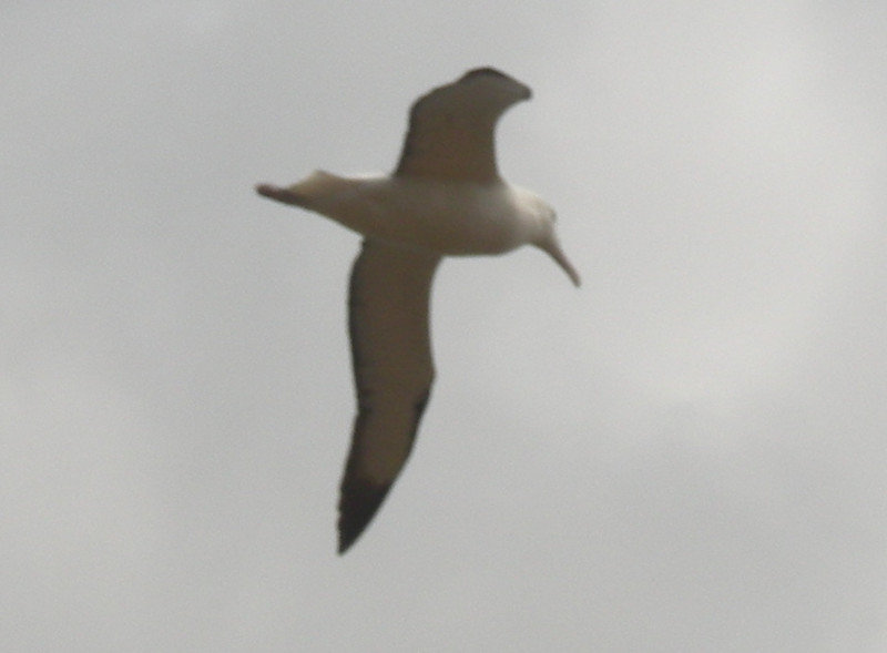 44. Royal Albatross in Flight