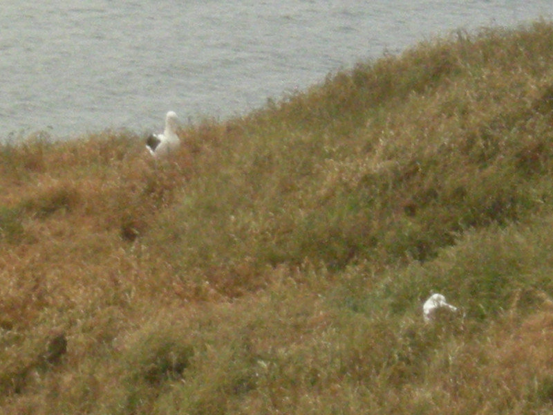 53. Pair of Royal Albatross About to Change Over