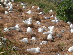 40. Red-Billed Gull Colony on Taiaroa Head