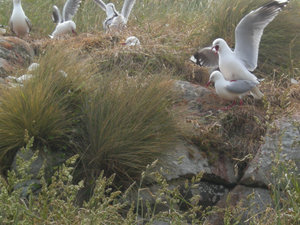 41. Red-Billed Gulls Fighting