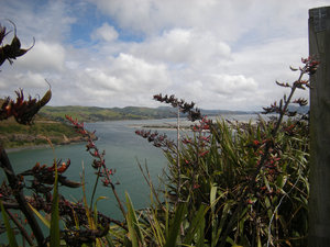 42. View from Taiaroa Head