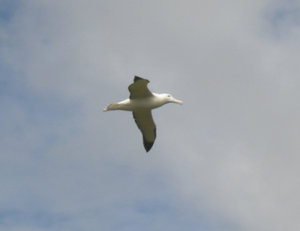 43, Royal Albatross in Flight