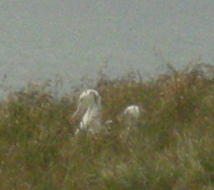 48. Nesting Royal Albatross