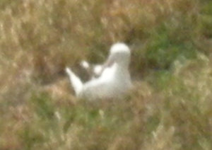 49. A Nesting Royal Albatross