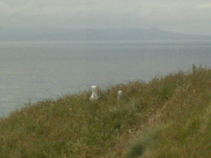51. Pair of Royal Albatross at Change Over