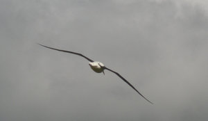 45. Royal Albatross ib Flight