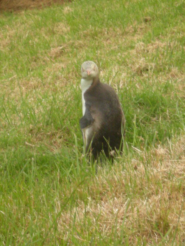 65. Yellow Eyed Penguin at The Penguin Place