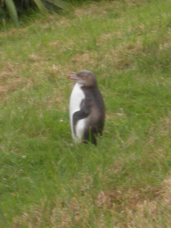 70. Juvenile Yellow Eyed Penguin at The Penguin Place