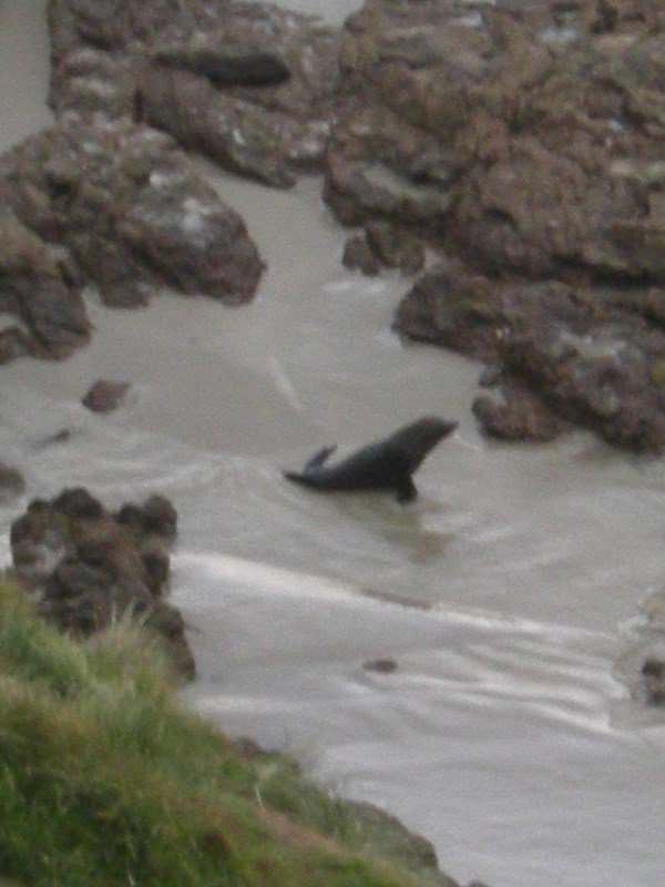 74. Seal on the Penguin Beach