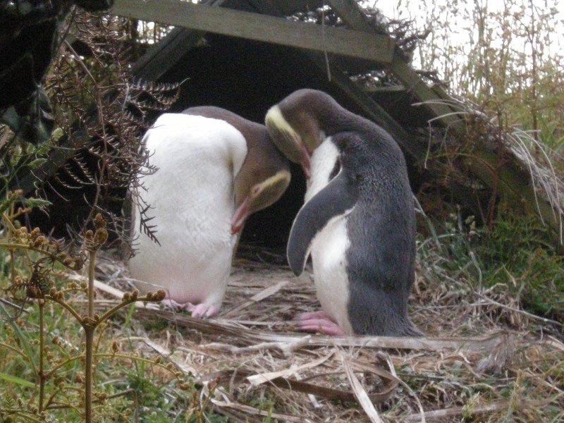 90.  The Nesting Pair with the only Surviving Chick
