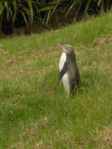 66. Juvenile Yellow Eyed Penguin at The Penguin Place