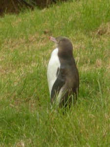 67. Juvenile Yellow Eyed Penguin at The Penguin Place