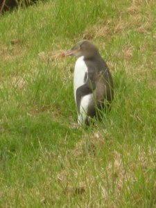 68. Juvenile Yellow Eyed Penguin at The Penguin Place