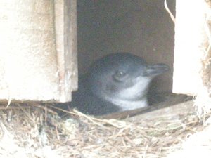 83. Nesting Blue Penguin