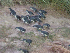 98. Blue Penguins Coming Ashore at Pilots Beach
