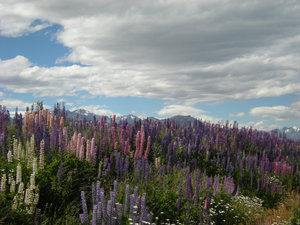 55. Lupins on the Drive to the Observatory