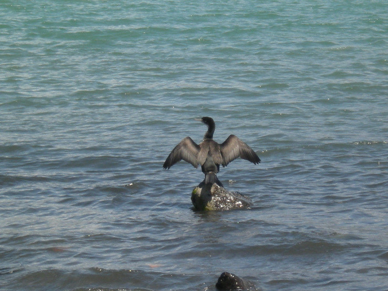 18. Cormorant at Akaroa