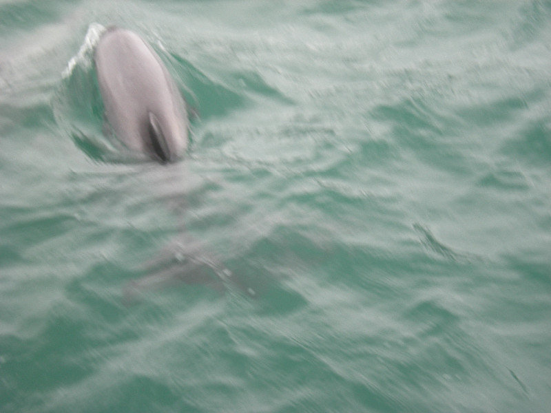 20. Hectors Dolphin