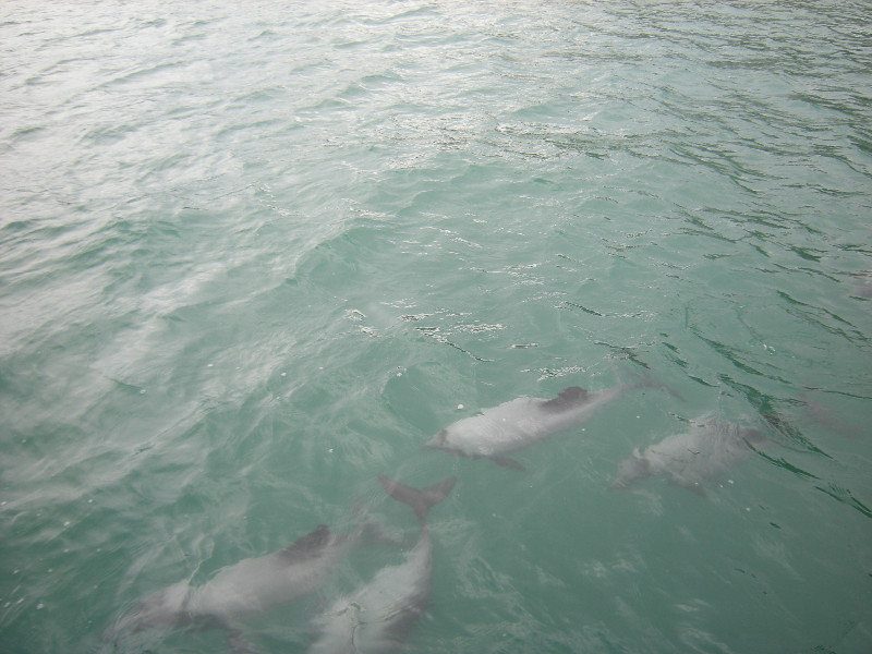 21. Hectors Dolphins