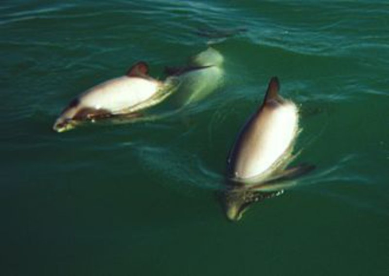 21a Hector's Dolphins